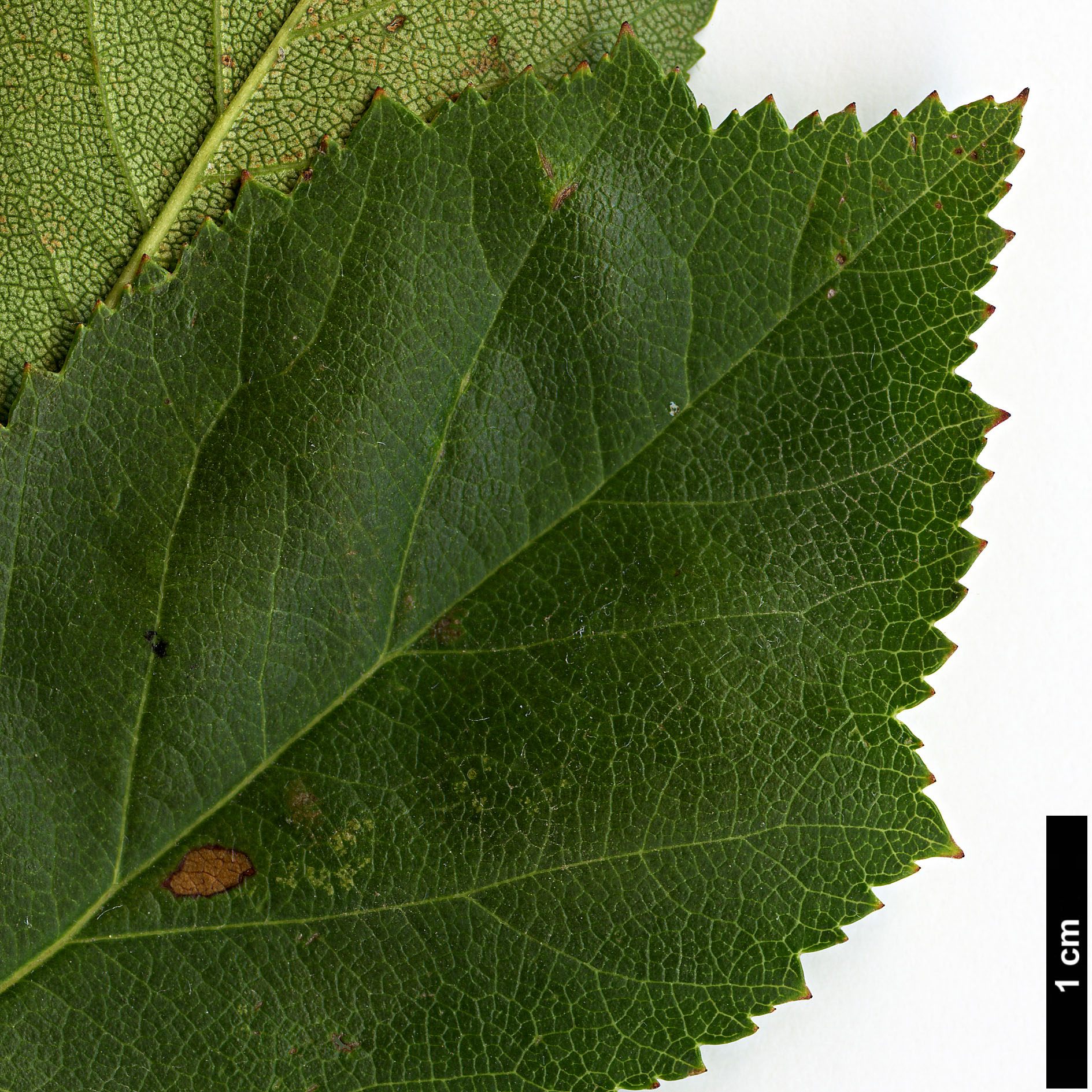 High resolution image: Family: Rosaceae - Genus: Crataegus - Taxon: intricata - SpeciesSub: var. rubella